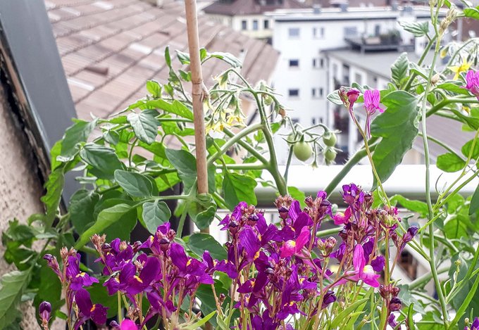 Die Tomaten sind gesetzt, das wilde Leinkraut hat sich selbst ausgesät.
