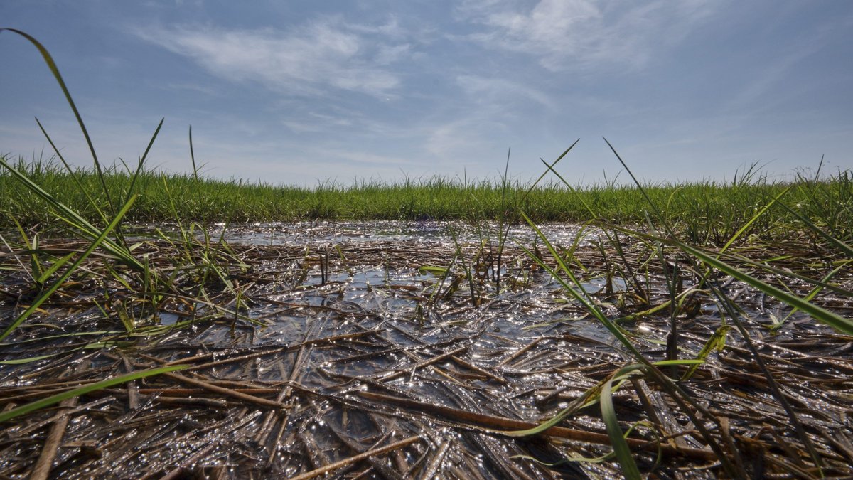 Dort bleibt kein Schuh trocken: Im Federseeried hat der Kontext-Fotograf nasse Füße bekommen. Foto: Joachim E. Röttgers