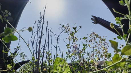 Dämpft Klimafolgen in der Stadt: Urban Gardening. Hier, bei der Cannstatter Kulturinsel, eingestellt – mit Blick aufs Klima unvernünftig. Dämpft Klimafolgen in der Stadt: Urban Gardening. Hier, bei der Cannstatter Kulturinsel, eingestellt – mit Blick aufs Klima unvernünftig.
