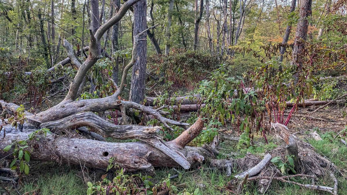 Die wuchernde Pflanze inmitten toter Kiefern im Schwetzinger Hardt.