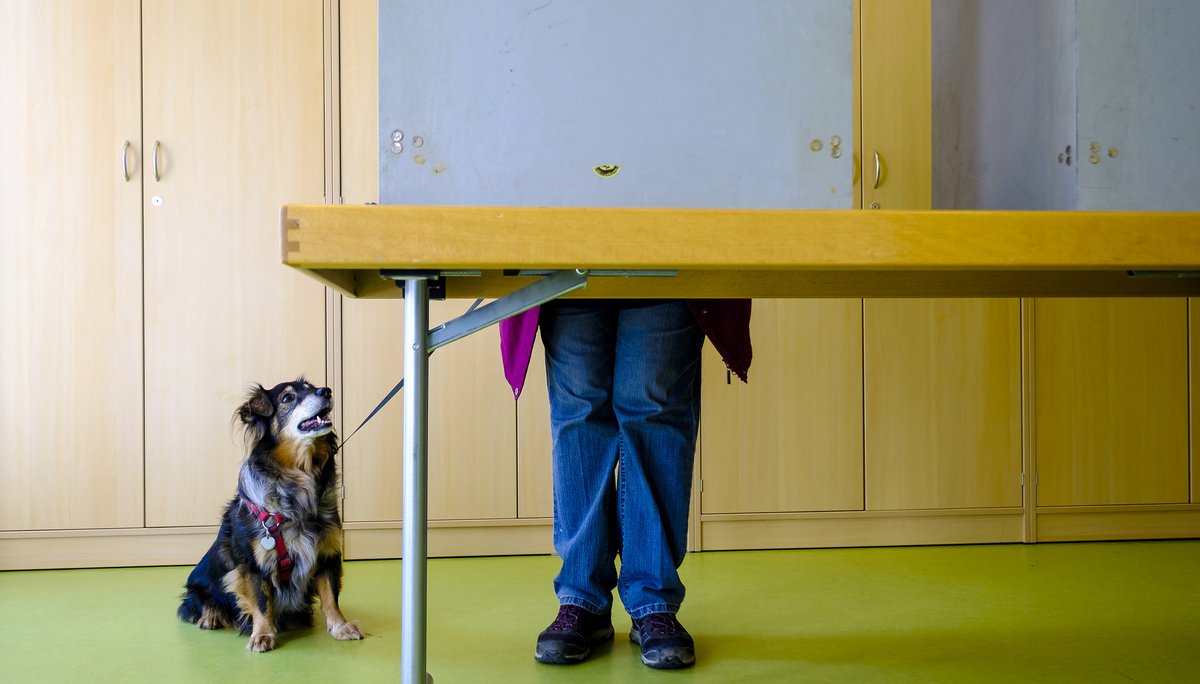 Das hält doch kein Hund aus: Unser Wahlrecht ermöglicht, dass auch eine Partei mit 40 Prozent der Stimmen allein regieren kann. Foto: Joachim E. Röttgers