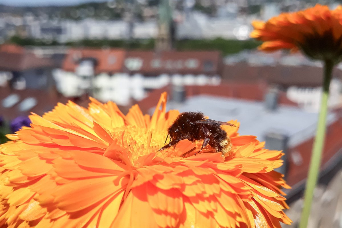 Eine Ringelblume mit pelzigem Gast.