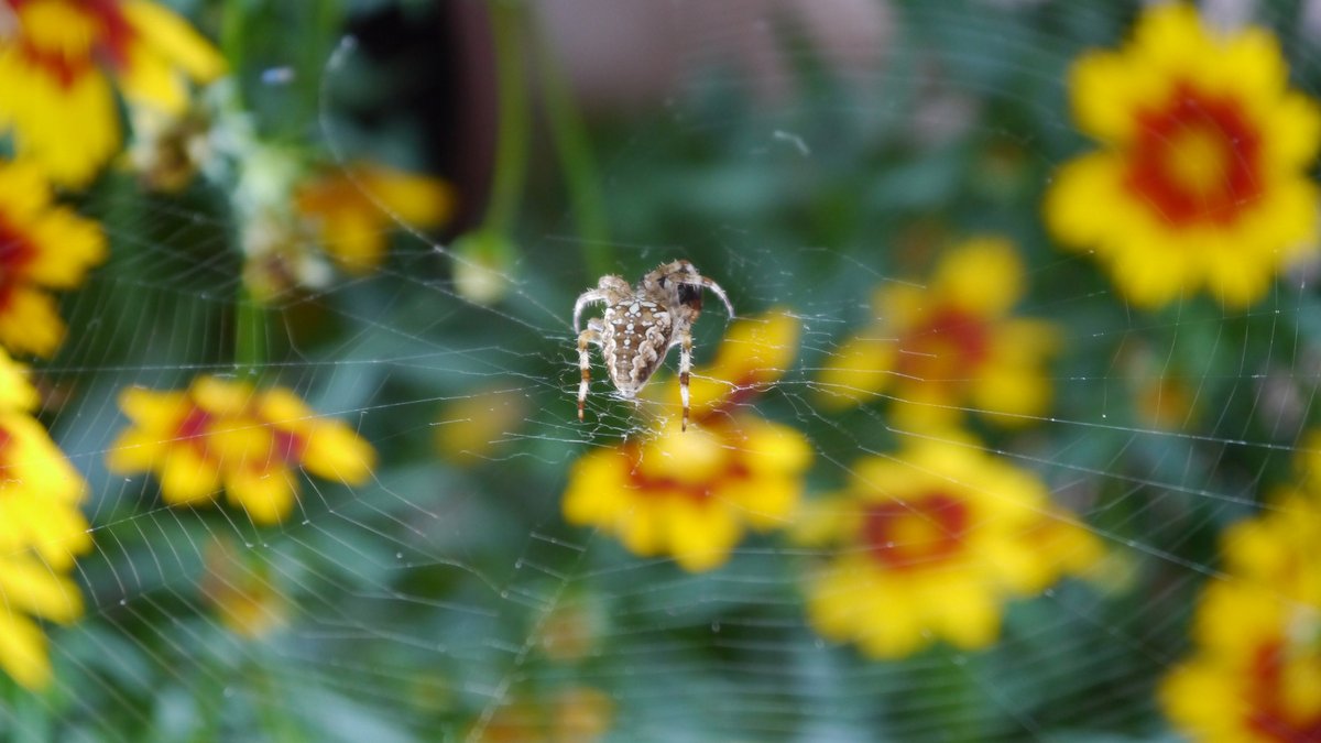 Kreuzspinne Eightleggi legt sich auf ihrem Radnetz auf die Lauer.