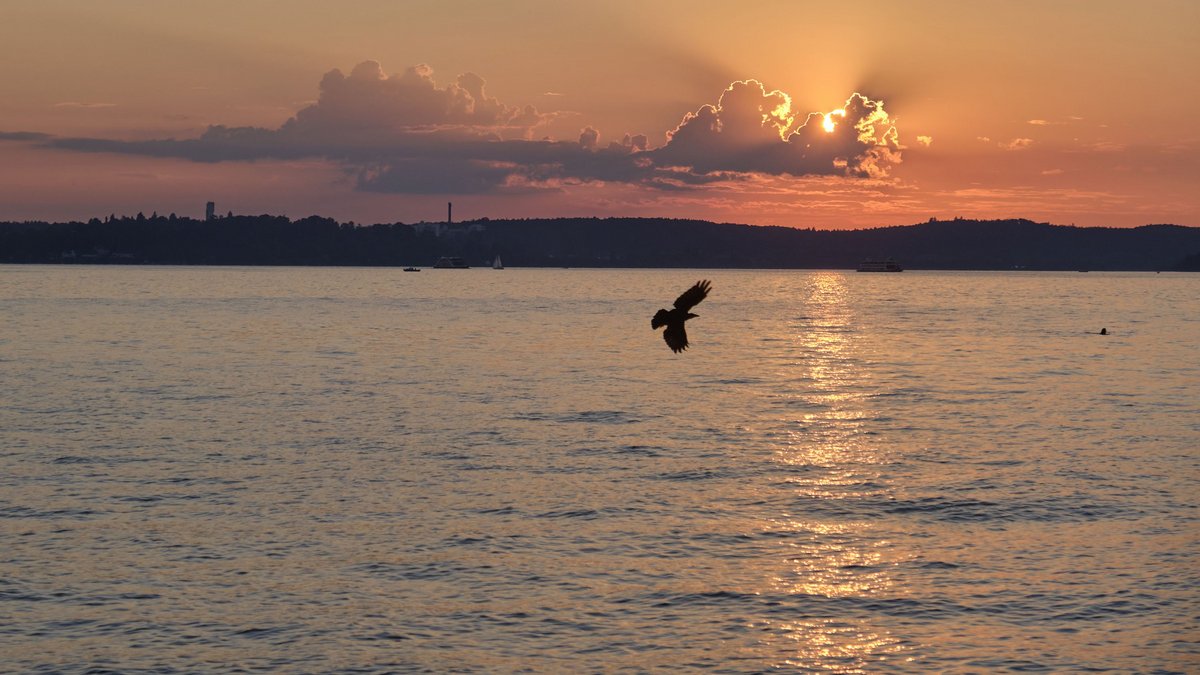Schön ist das schwäbische Meer – und für die Bodenseefelchen zu sauber. Foto: Joachim E. Röttgers