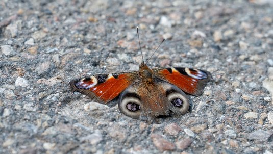 Ein von der Hitze erschöpftes Pfauenauge – wie lang es seine Art noch geben wird? Foto: Jens Volle