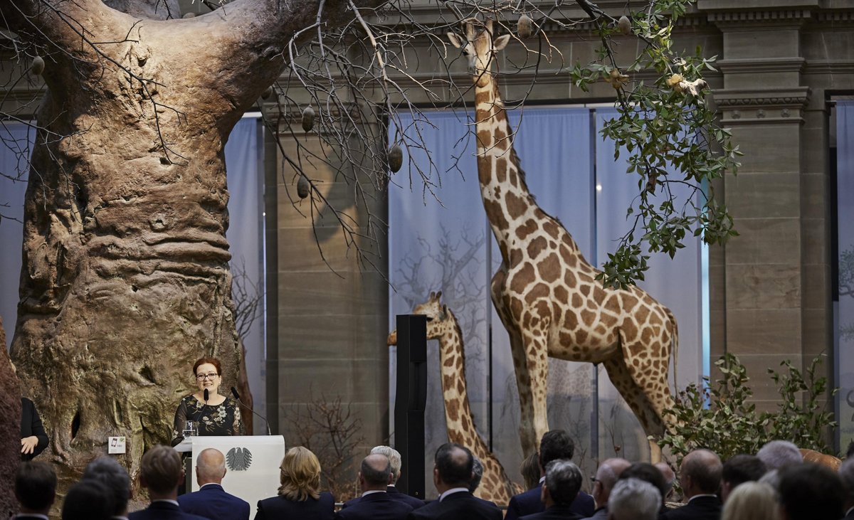 Immerhin, der Parlamentarische Rat hatte weniger braune Flecken als diese Giraffen: Feierstunde zum 75. Jahrestag der ersten Sitzung des Rates im Museum Koenig in Bonn am 1. September 2023, am Rednerpult Bonns Oberbürgermeisterin Katja Dörner. Foto: Deutscher Bundestag/Werner Schüring