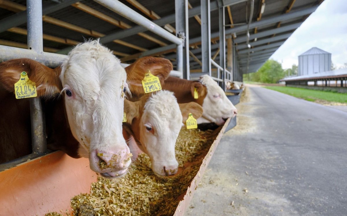 Jungbullen, deren Exkremente über einen Fermenter zu Biogas werden, das dann ein Blockheizkraftwerk speist.