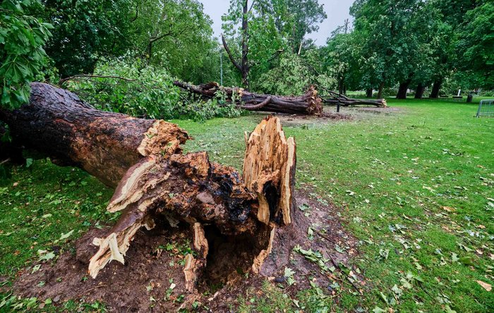 Hitze, Sturm und Starkregen hauen den stärksten Baum um. Foto: Joachim E. Röttgers