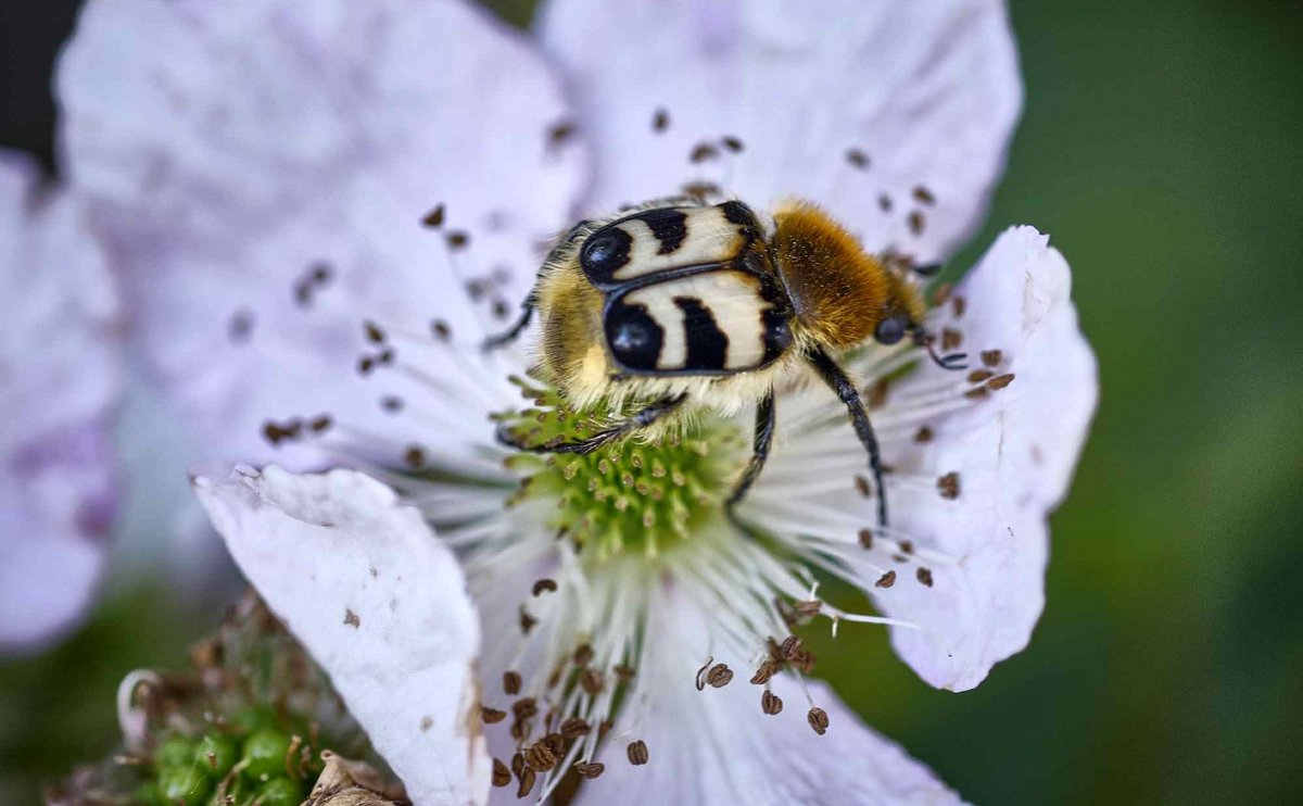 Gebänderter Pinselkäfer auf Akelei. 