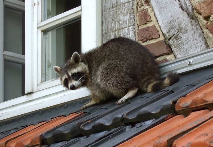 Nachtaktiv? Von wegen – ein Waschbär am frühen Morgen auf dem Dach eines Wohnhauses. Foto: Carsten Volkwein, CC BY-SA 2.5