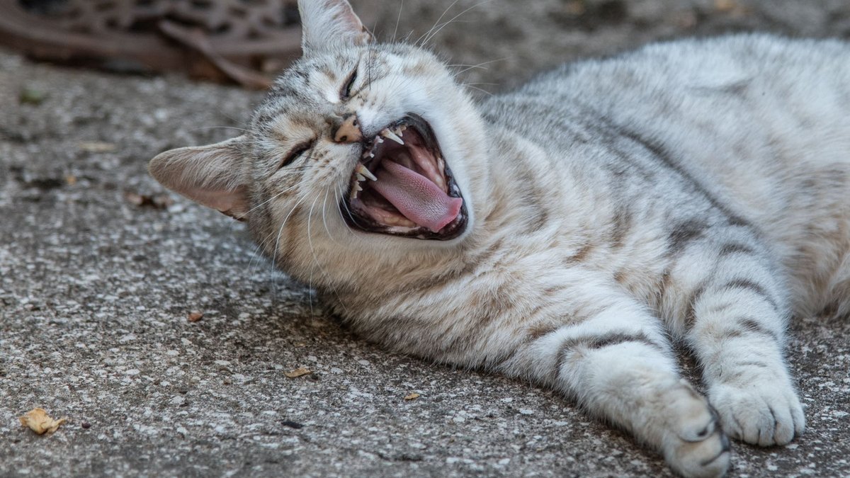 Kann bei all den Wirren der Gegenwart nur müde gähnen: Katze Luna.