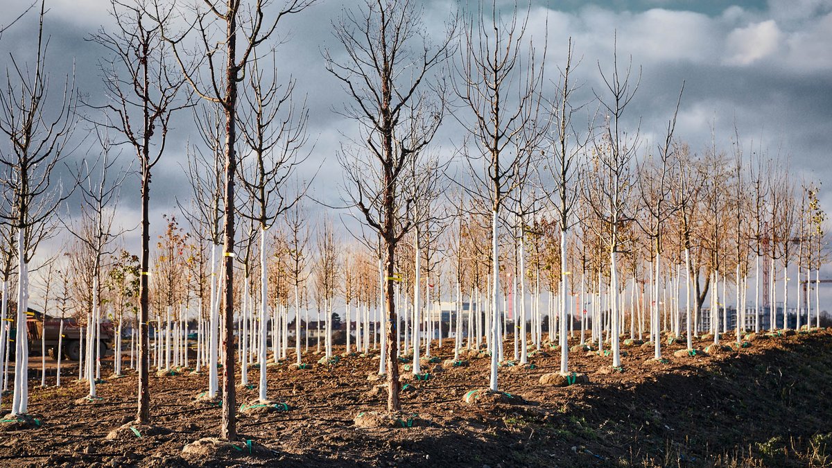 2023 "Zukunftsbäume" sollen bei der Buga23 Schatten spenden. Der Zeitplan ist ambitioniert: hier der Stand vom Dezember 2021. Foto: Daniel Lukac