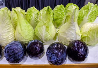 Alles Filderkraut – das spitze in der Mitte ist das besonders gerühmte. Foto: Joachim E. Röttgers