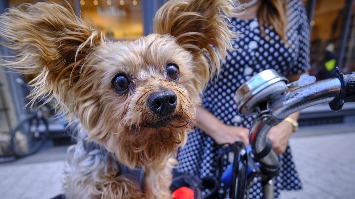 Hundchen mit Frauchen (Symbolbild). Foto: Joachim E. Röttgers
