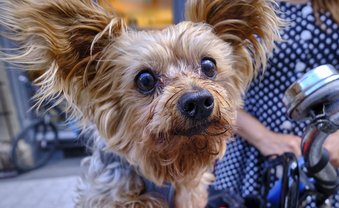 Hund im Paradies, Frauchen in der Hölle