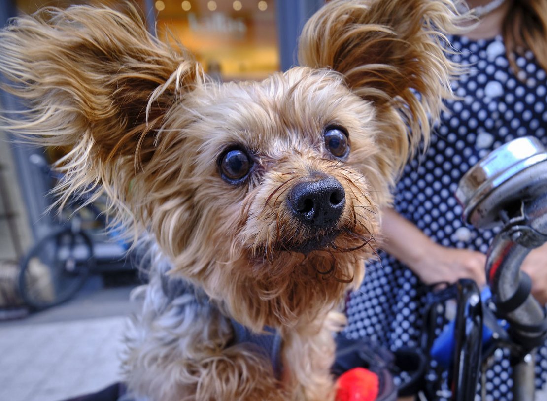 Hund im Paradies, Frauchen in der Hölle