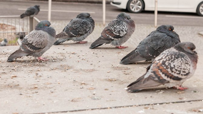 Die Taube gilt als ein soziales Tier. 