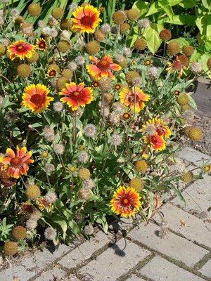 Wachsen auch ohne Rendite: Blümchen. 