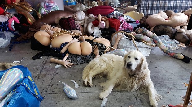 Fühlt sich wohl zwischen blanken Hintern und Spermien aus Spandex: Atelierhund Attila. Foto: Elena Wolf
