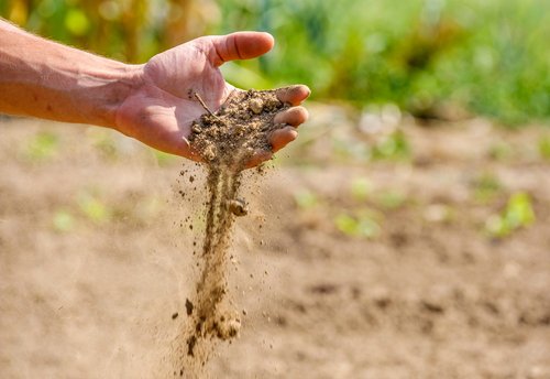 Dürresommer folgt auf Dürresommer folgt auf Dürresommer, hier in Stuttgart-Möhringen. 
