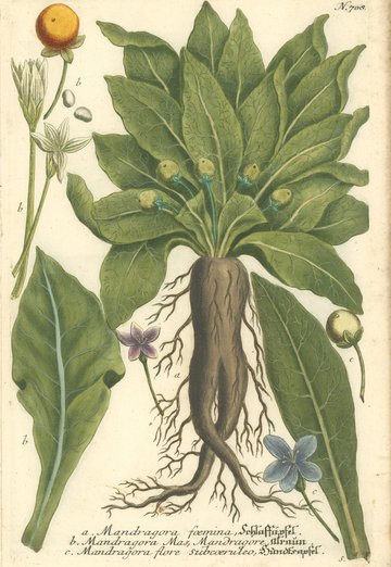 Mandragora.  Mandragora.