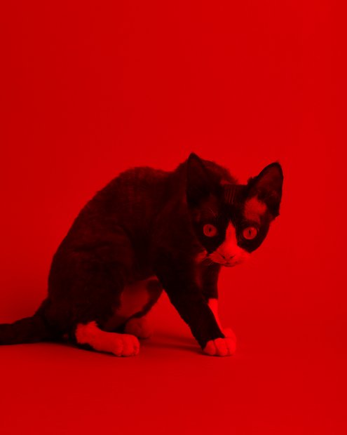 Ray Cat, 2019. Foto: Marcel Rickli