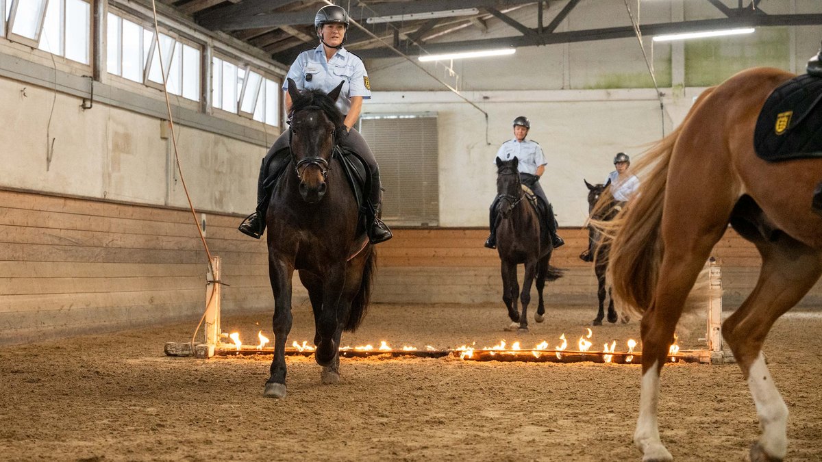 Mit Bravour nehmen die Pferde brennende Hindernisse. 
