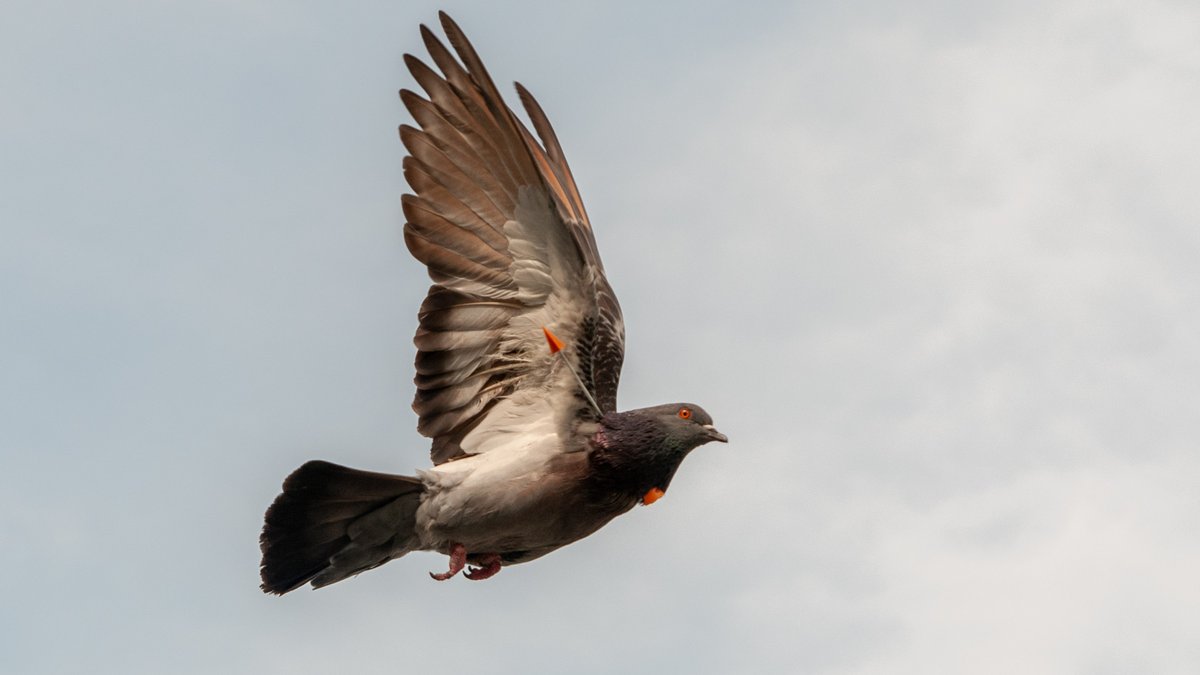 ... der sie sogar beim Fliegen nicht merklich zu stören scheint. Tapferes Täublein.