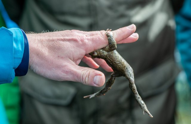 Der Klammerreflex einer paarungswilligen Erdkröte.  Der Klammerreflex einer paarungswilligen Erdkröte.