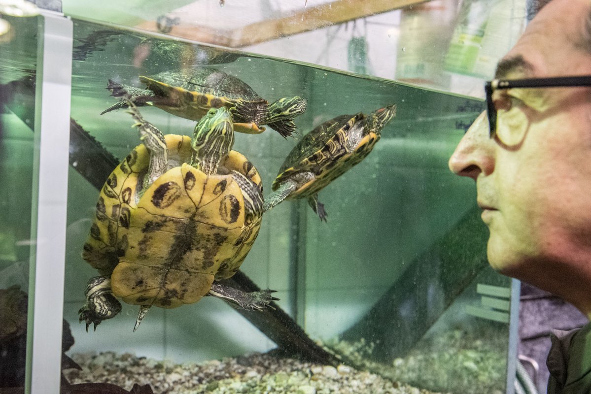Die Rotwangen-Schmuckschildkröten wurden in Stuttgarter Seen ausgesetzt. 