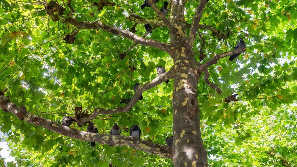 Dann doch lieber so.