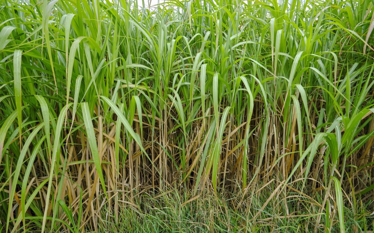 Das Riesen-Chinaschilf, das in weniger trockenen Jahren vier Meter hoch wächst und ...