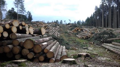 Vom Borkenkäfer geschädigter Fichtenwald bei Erolzheim, 2019 großflächig abgeholzt. Foto: Landratsamt Biberach Vom Borkenkäfer geschädigter Fichtenwald bei Erolzheim, 2019 großflächig abgeholzt. Foto: Landratsamt Biberach