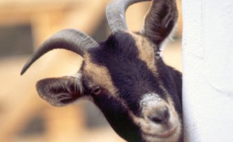 Schenken mit Mähwert