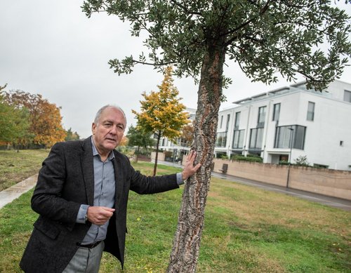 Wegen des Klimawandels fühlt sich die Korkeiche in der Heidelberger Bahnstadt wohl, weiß Klaus-Dieter Hupke. Fotos: Jens Volle Wegen des Klimawandels fühlt sich die Korkeiche in Heidelberg wohl, weiß Klaus-Dieter Hupke. Fotos: Jens Volle