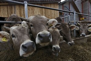 Streitobjekte: Kühe sind oft arme Schweine.