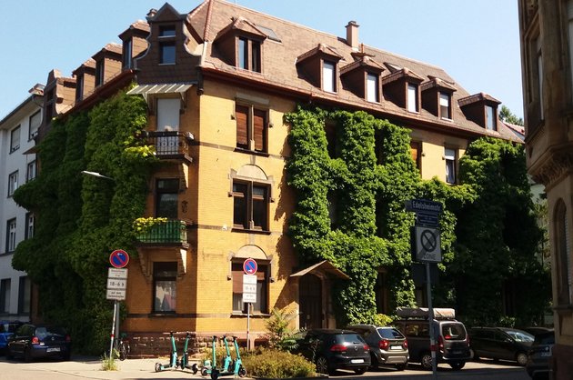 Efeubegrünung ziert und kühlt seit Jahren dieses Wohnhaus in Karlsruhes Oststadt. Foto: Florian Kaufmann