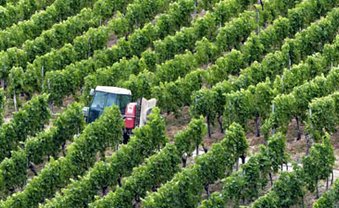 Glyphosat in den Wein