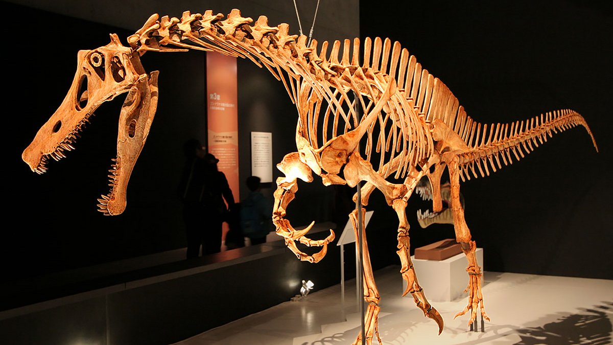Skelettrekonstruktion der fleischfressenden Urzeitechse Irritator challengeri. Foto: Kabbachi, CC BY 2.0, https://de.wikipedia.org/wiki/Irritator#/media/Datei:Irritator_challengeri_mount_01.jpg