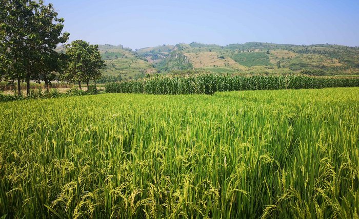 Das Kendeng-Karstgebirge. Die Region am Fuß der Berge wird wegen ihrer Fruchtbarkeit auch als "Reisschale Javas" bezeichnet. Foto: Leona Pröpper