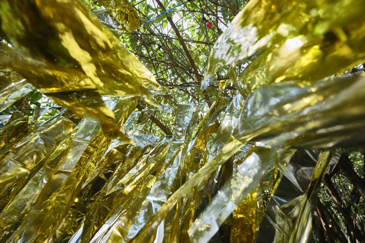 Inselgrün mit "Wald der Verwirrung", Goldfoliestreifen im Baum.