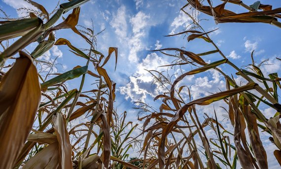 Die immer häufigeren Dürren deuten darauf hin, dass es beim Kampf gegen den Klimawandel zu langsam vorangeht. Foto: Joachim E. Röttgers