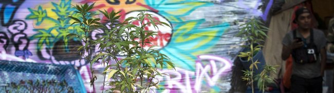 "Unsere Drogenhändler sind auch unsere Machthaber"