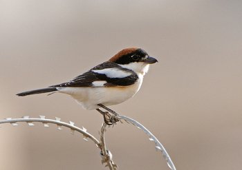 Abgewürgt: Der Rotkopfwürger auf Rückzug. Foto: NABU