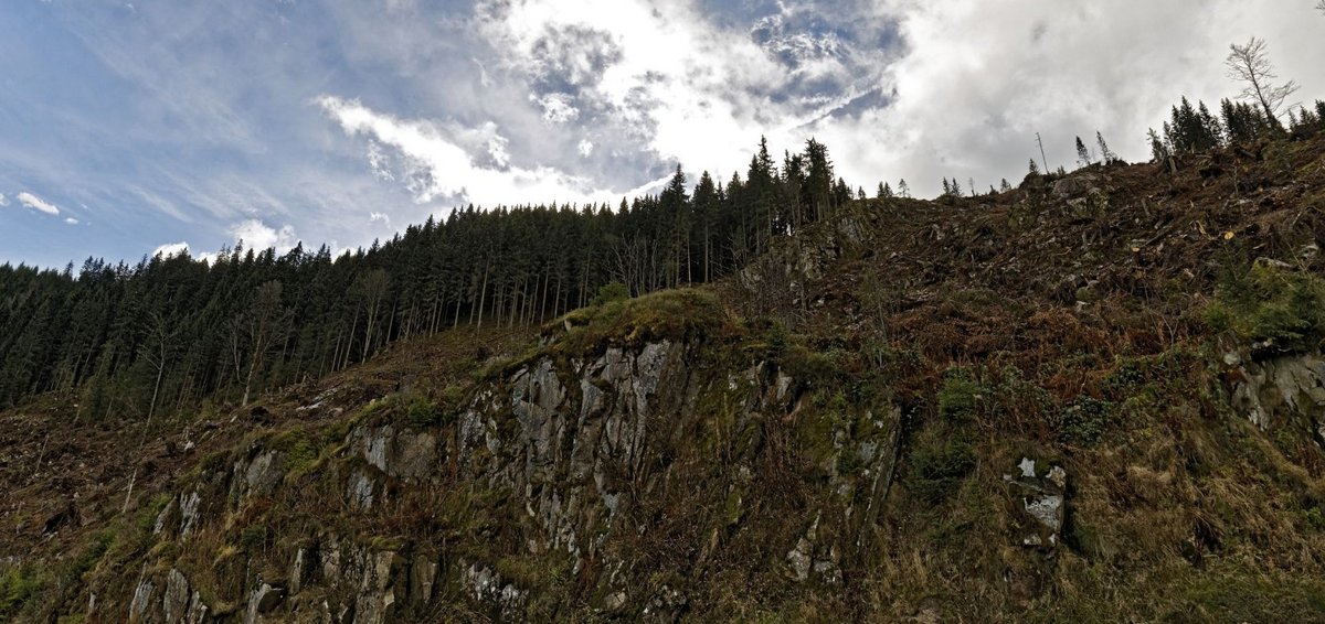 Kranke Bäume sind anfälliger, auch gegen Sturm – wie hier beim Schluchsee im Schwarzwald. Fotos: Joachim E. Röttgers