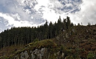 Waldarbeit ist Klimaarbeit