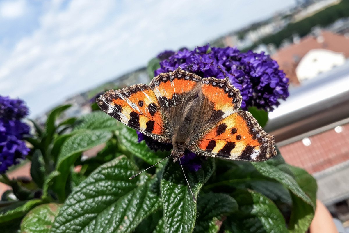 Ein Kleiner Fuchs segelt auf eine Vanilleblume.