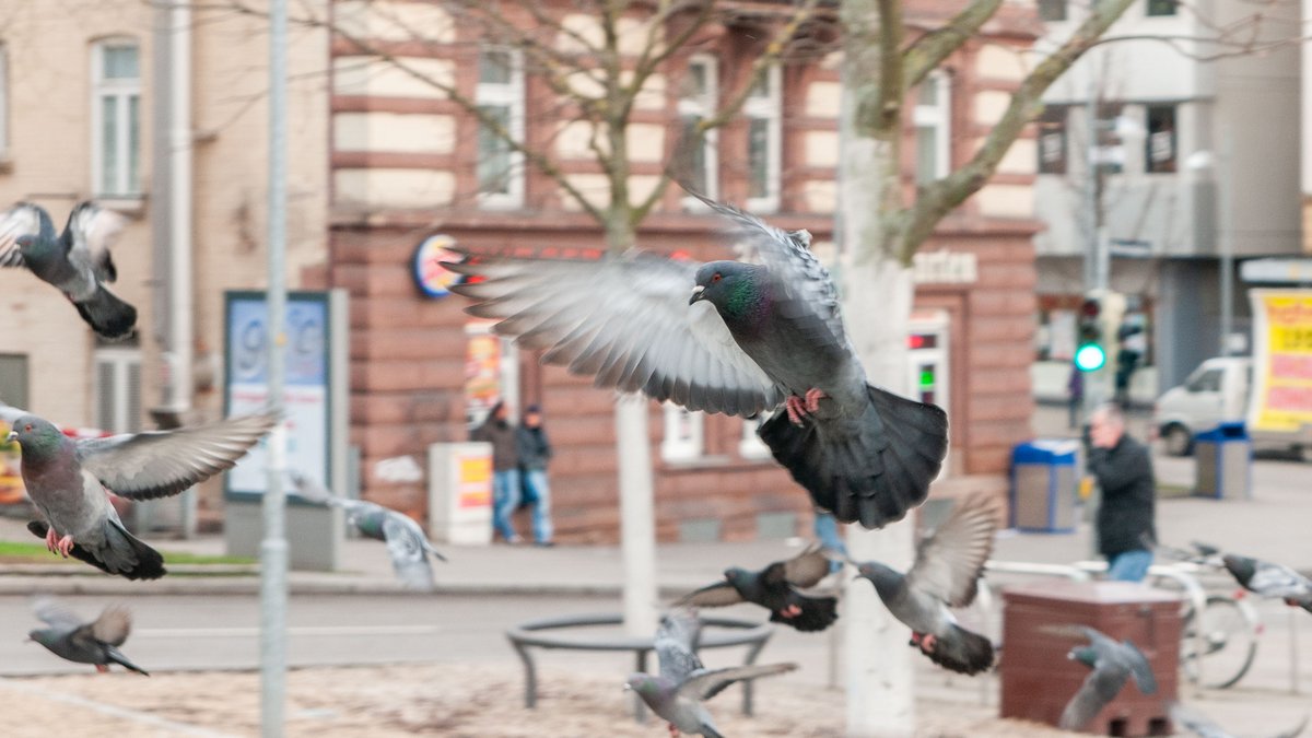 Hektisches Auffliegen, ...