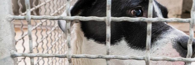 Ein Leben für Tiere