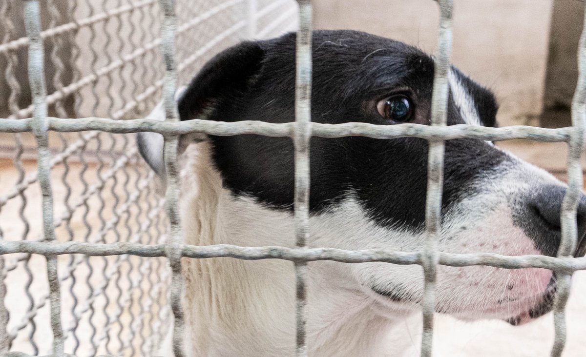 Kevin Brodbecks Fotos aus dem Tierheim Ludwigsburg mit Klick auf den Pfeil. Kevin Brodbecks Fotos aus dem Tierheim Ludwigsburg mit Klick auf den Pfeil.